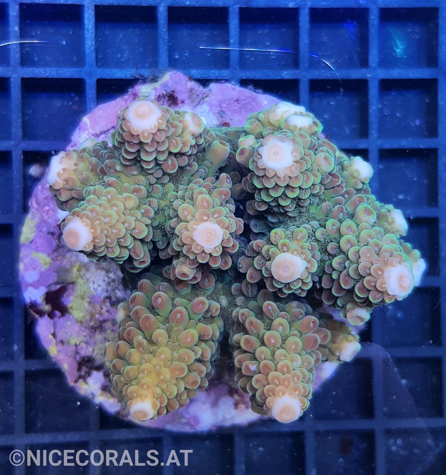 Acropora