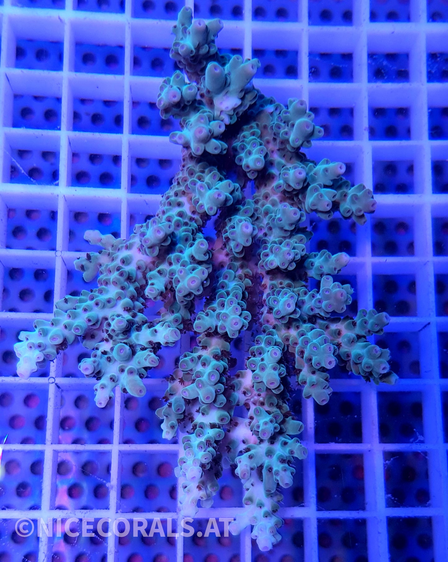 Acropora