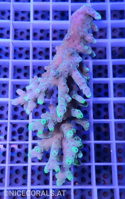 Acropora