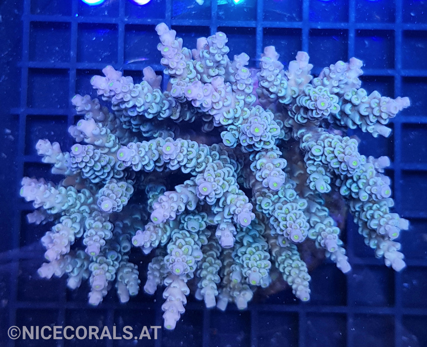 Acropora