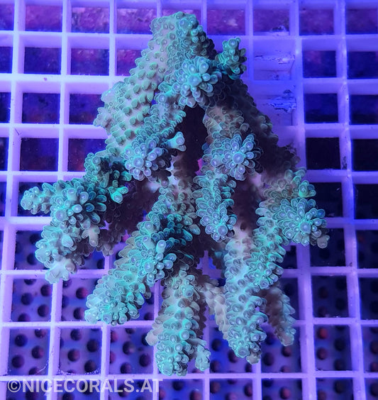 Acropora