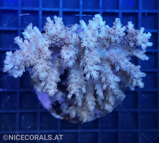 Acropora