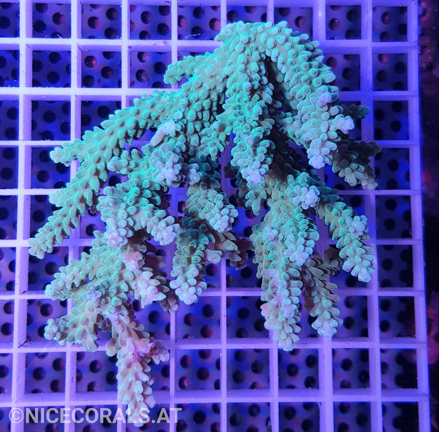 Acropora