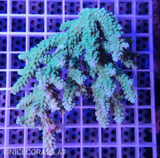 Acropora