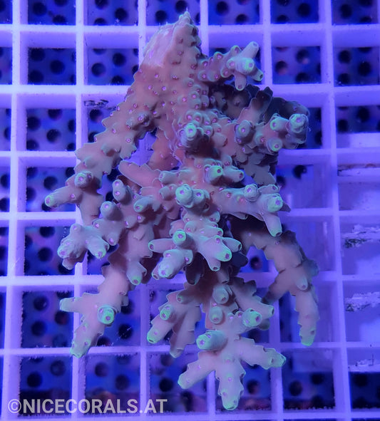 Acropora